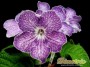 dimetris.com.ua:каталог:lavender_mist.jpg