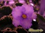 dimetris.com.ua:каталог:lavender_swirls.jpg