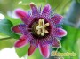 dimetris.com.ua:каталог:marijke_passiflora.jpg