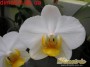 dimetris.com.ua:каталог:phalaenopsis.jpg