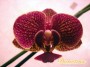 dimetris.com.ua:каталог:phalaenopsis_5.jpg