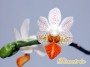 dimetris.com.ua:каталог:phalaenopsis_mini_mark.jpg