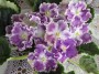 dimetris.ru:цветы:архипов:super_nature_2.jpg