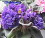 dimetris.ru:цветы:е.в.коршунова:ек-адонис.jpg