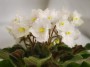 dimetris.ru:цветы:a.dates:snowy_morning_2.jpg