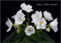 dimetris.ru:цветы:a.murphy:alans_white_feather.jpg