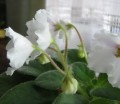 dimetris.ru:цветы:a.murphy:alans_white_feather_2.jpg