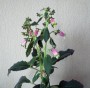 dimetris.ru:цветы:batcheller:beltane.jpg