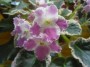 dimetris.ru:цветы:brownlie:acas_summer_parfait_2.jpg
