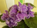 dimetris.ru:цветы:c.reed:flora_queen.jpg