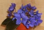dimetris.ru:цветы:croteau:peace_maker.jpg