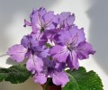 dimetris.ru:цветы:dimetris:ds-зимник.jpg