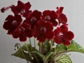 dimetris.ru:цветы:dimetris:ds-эйфория.jpg
