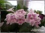 dimetris.ru:цветы:dimetris:ds-050_кружеван.jpg