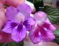 dimetris.ru:цветы:dimetris:ds-110.jpg