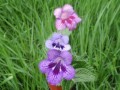 dimetris.ru:цветы:dimetris:ds-110_2.jpg