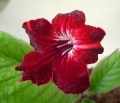 dimetris.ru:цветы:dimetris:ds-155.jpg