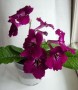 dimetris.ru:цветы:dimetris:ds-220_2.jpg