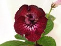 dimetris.ru:цветы:dimetris:ds-410.jpg