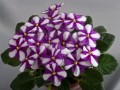 dimetris.ru:цветы:f.wagman:sister_sylvia_2.jpg