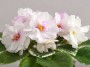 dimetris.ru:цветы:h.pittman:baby_brad.jpg