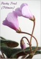 dimetris.ru:цветы:h.pittman:flashy_trail_2.jpg