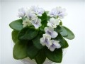dimetris.ru:цветы:h.pittman:jolly_orchid.jpg