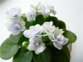 dimetris.ru:цветы:h.pittman:jolly_orchid_2.jpg