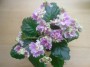dimetris.ru:цветы:j.gehr:french_pastry_2.jpg