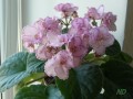 dimetris.ru:цветы:j.smith:tomorrows_pink_ice.jpg
