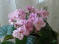 dimetris.ru:цветы:j.smith:tomorrows_pink_ice_2.jpg