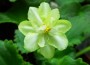 dimetris.ru:цветы:llg:green_horizon_2.jpg