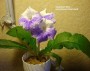 dimetris.ru:цветы:llg:p.sorano:canadian_blue.jpg