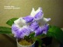 dimetris.ru:цветы:llg:p.sorano:canadian_blue_2.jpg