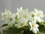 dimetris.ru:цветы:llg:p.sorano:easter_angel.jpg