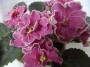 dimetris.ru:цветы:llg:p.sorano:gossip_2.jpg