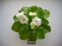 dimetris.ru:цветы:llg:p.sorano:lil_glimpse_ospring.jpg