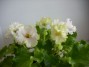 dimetris.ru:цветы:llg:p.sorano:lil_glimpse_ospring_2.jpg