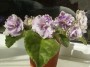 dimetris.ru:цветы:llg:p.sorano:louisiana_lullaby_2.jpg