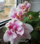 dimetris.ru:цветы:llg:p.sorano:music_box_dancer.jpg