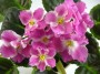 dimetris.ru:цветы:llg:p.sorano:pink_pearls.jpg