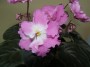 dimetris.ru:цветы:llg:p.sorano:pink_pearls_2.jpg