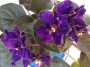 dimetris.ru:цветы:llg:p.sorano:satin_magic.jpg