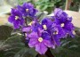 dimetris.ru:цветы:llg:p.sorano:satin_magic_2.jpg