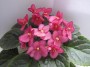 dimetris.ru:цветы:llg:p.sorano:sizzlin_romance.jpg