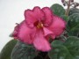 dimetris.ru:цветы:llg:p.sorano:sizzlin_romance_2.jpg