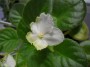 dimetris.ru:цветы:llg:p.sorano:spring_promise.jpg