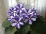 dimetris.ru:цветы:llg:sorano:neptunes_treasure_2.jpg