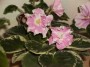 dimetris.ru:цветы:llg:sorano:pink_sensation_2.jpg