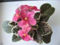 dimetris.ru:цветы:mcdonald:macs_tropical_triumph_2.jpg